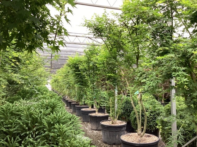  Japanse Esdoorn (Acer Palmatum)