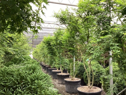  Japanse Esdoorn (Acer Palmatum)