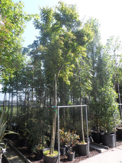  Japanse Esdoorn (Acer Palmatum)
