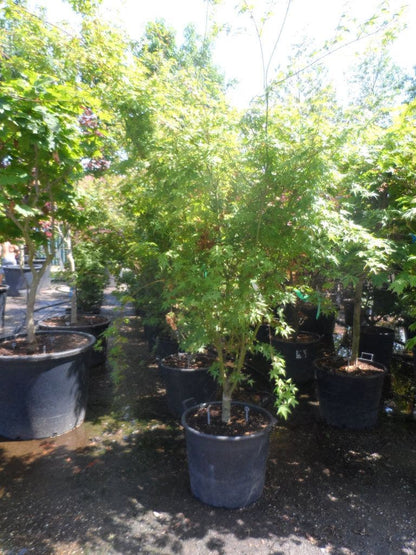 Japanse Esdoorn (Acer Palmatum)