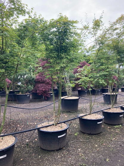  Japanse Esdoorn (Acer Palmatum)