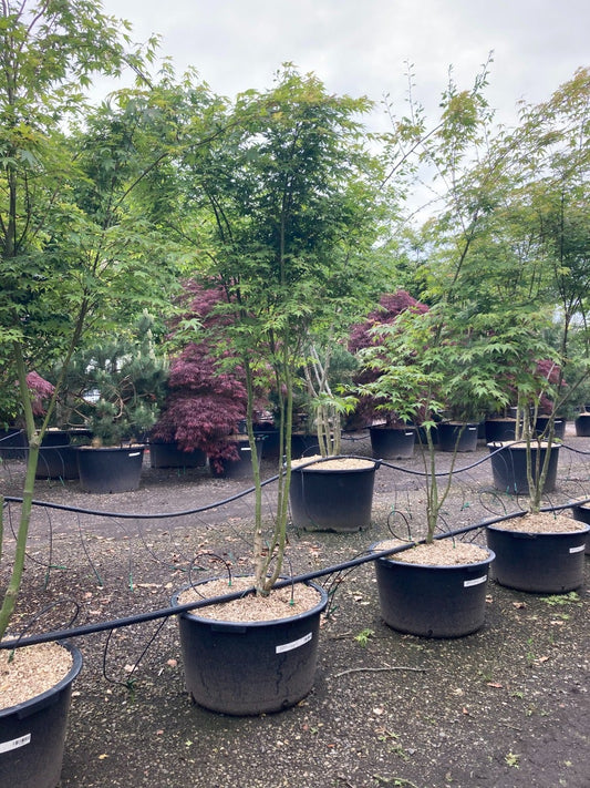  Japanse Esdoorn (Acer Palmatum)