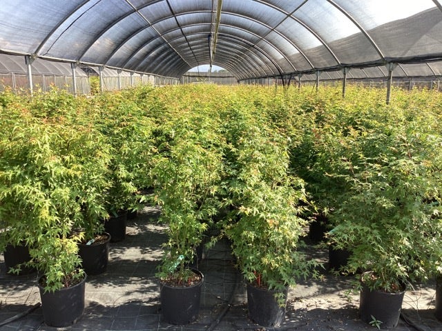  Japanse Esdoorn (Acer Palmatum)