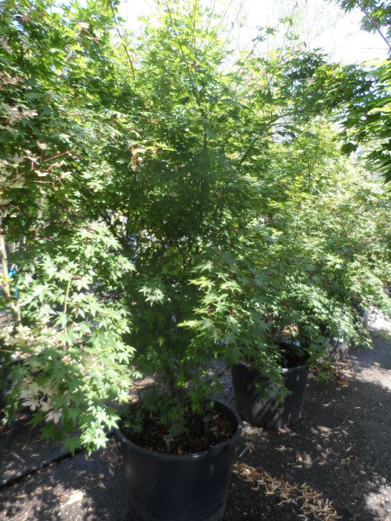  Japanse Esdoorn (Acer Palmatum)