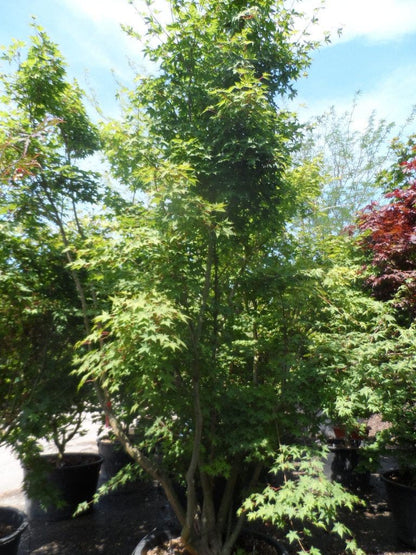  Japanse Esdoorn (Acer Palmatum)