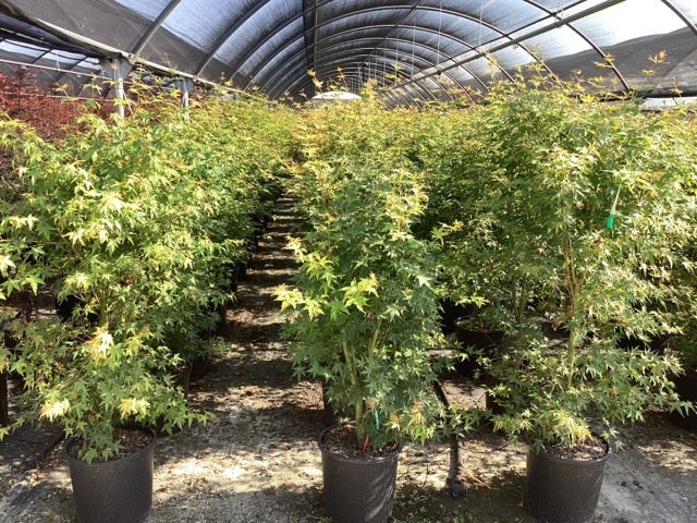  Japanse Esdoorn (Acer Palmatum)