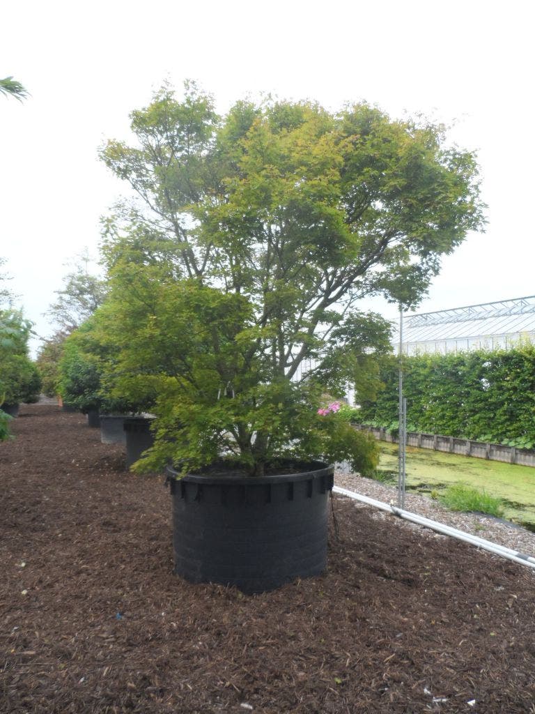  Japanse Esdoorn (Acer Palmatum)