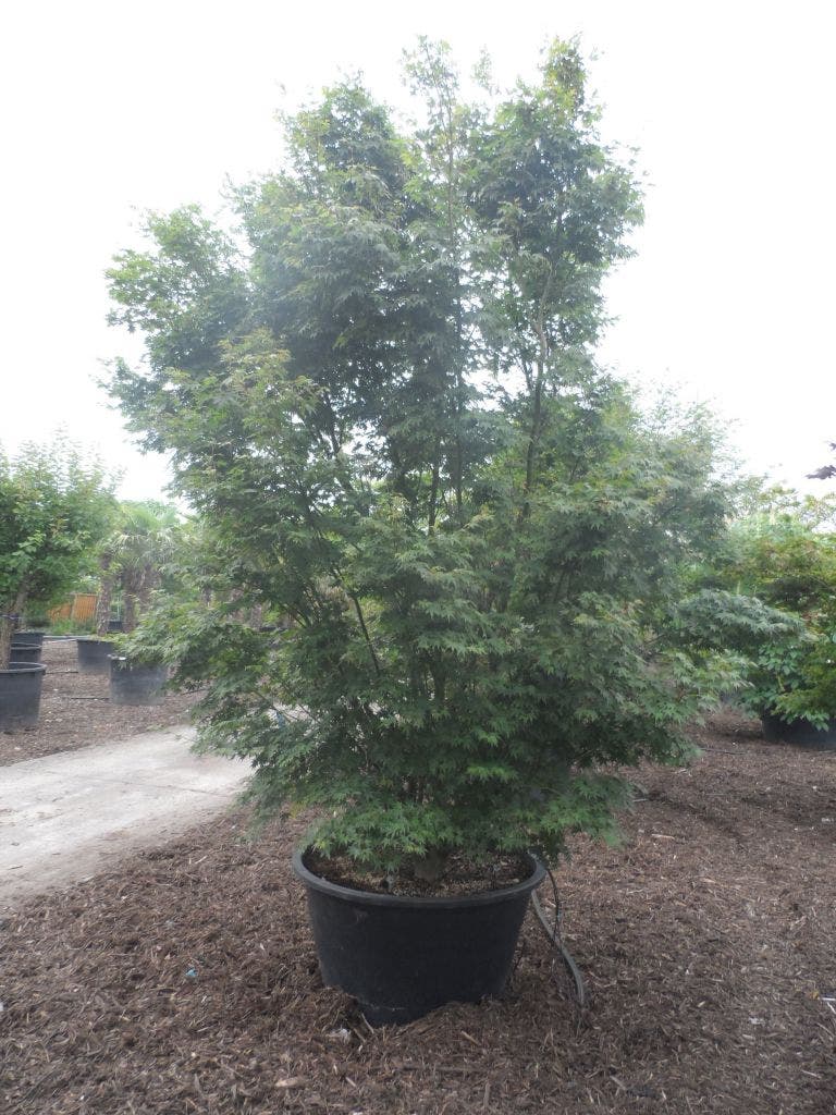  Japanse Esdoorn (Acer Palmatum)