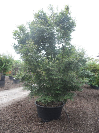  Japanse Esdoorn (Acer Palmatum)