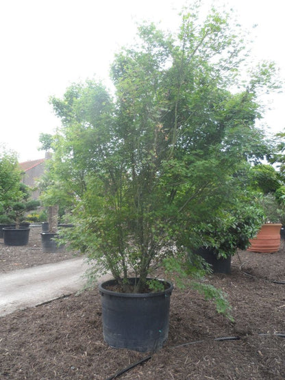  Japanse Esdoorn (Acer Palmatum)