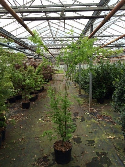 Japanse Esdoorn (Acer Palmatum 'Aoyagi')