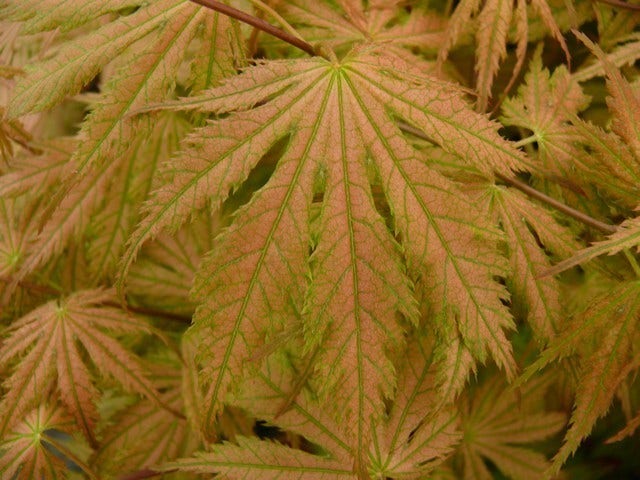  Japanse Esdoorn (Acer Palmatum 'Ariadne')