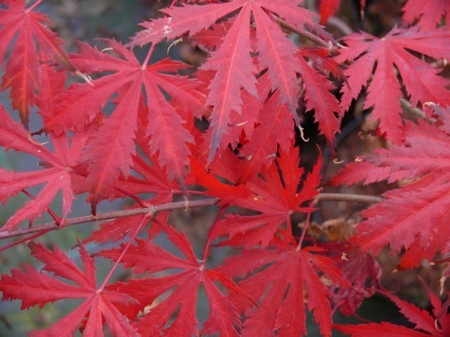  Japanse Esdoorn (Acer Palmatum 'Ariadne')