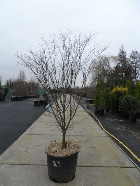  Japanse Esdoorn (Acer Palmatum 'Atropurpureum')