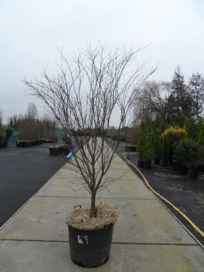  Japanse Esdoorn (Acer Palmatum 'Atropurpureum')