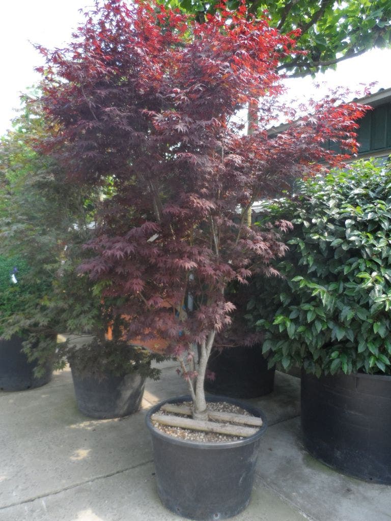  Japanse Esdoorn (Acer Palmatum 'Atropurpureum')