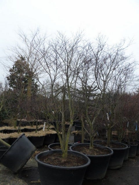  Japanse Esdoorn (Acer Palmatum 'Fireglow')