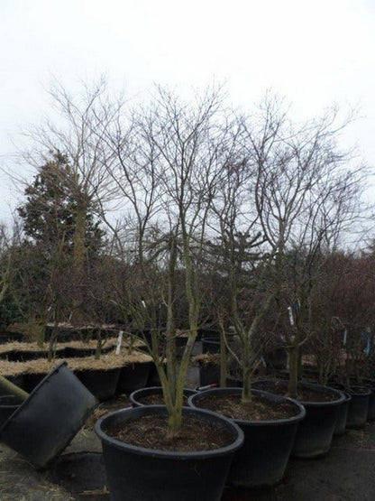  Japanse Esdoorn (Acer Palmatum 'Fireglow')