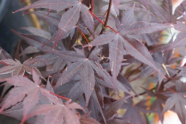  Japanse Esdoorn (Acer Palmatum 'Bloodgood')