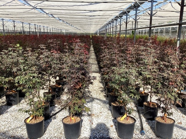  Japanse Esdoorn (Acer Palmatum 'Bloodgood')