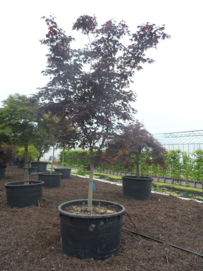  Japanse Esdoorn (Acer Palmatum 'Bloodgood')