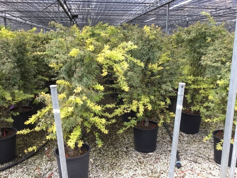  Japanse Esdoorn (Acer Palmatum 'Butterfly')