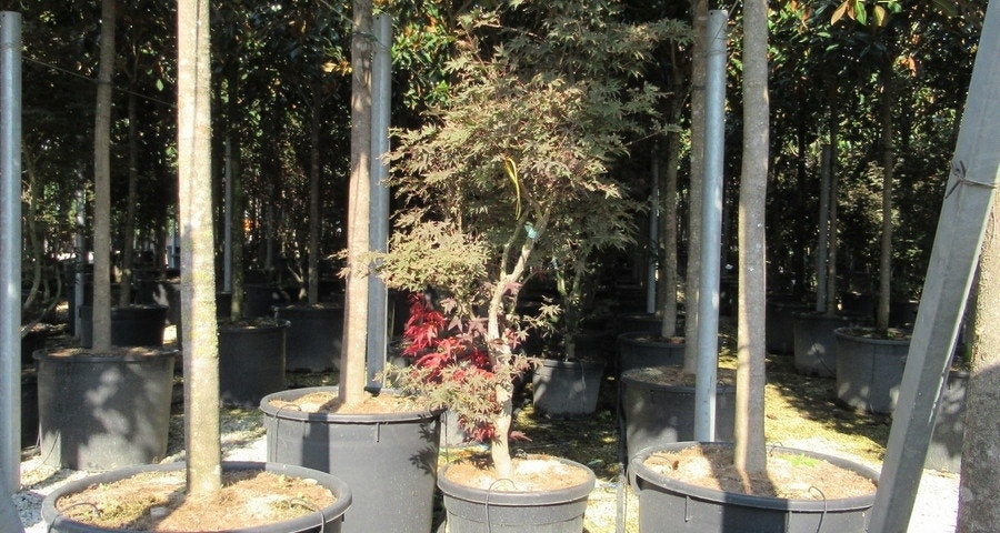  Japanse Esdoorn (Acer Palmatum 'Butterfly')