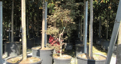  Japanse Esdoorn (Acer Palmatum 'Butterfly')