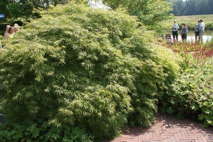  Japanse Esdoorn (Acer Palmatum 'Dissectum')