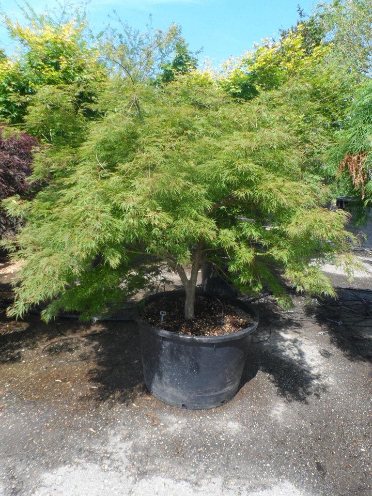  Japanse Esdoorn (Acer Palmatum 'Dissectum')