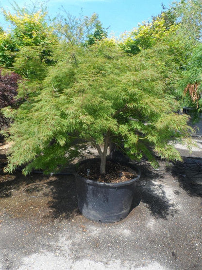  Japanse Esdoorn (Acer Palmatum 'Dissectum')