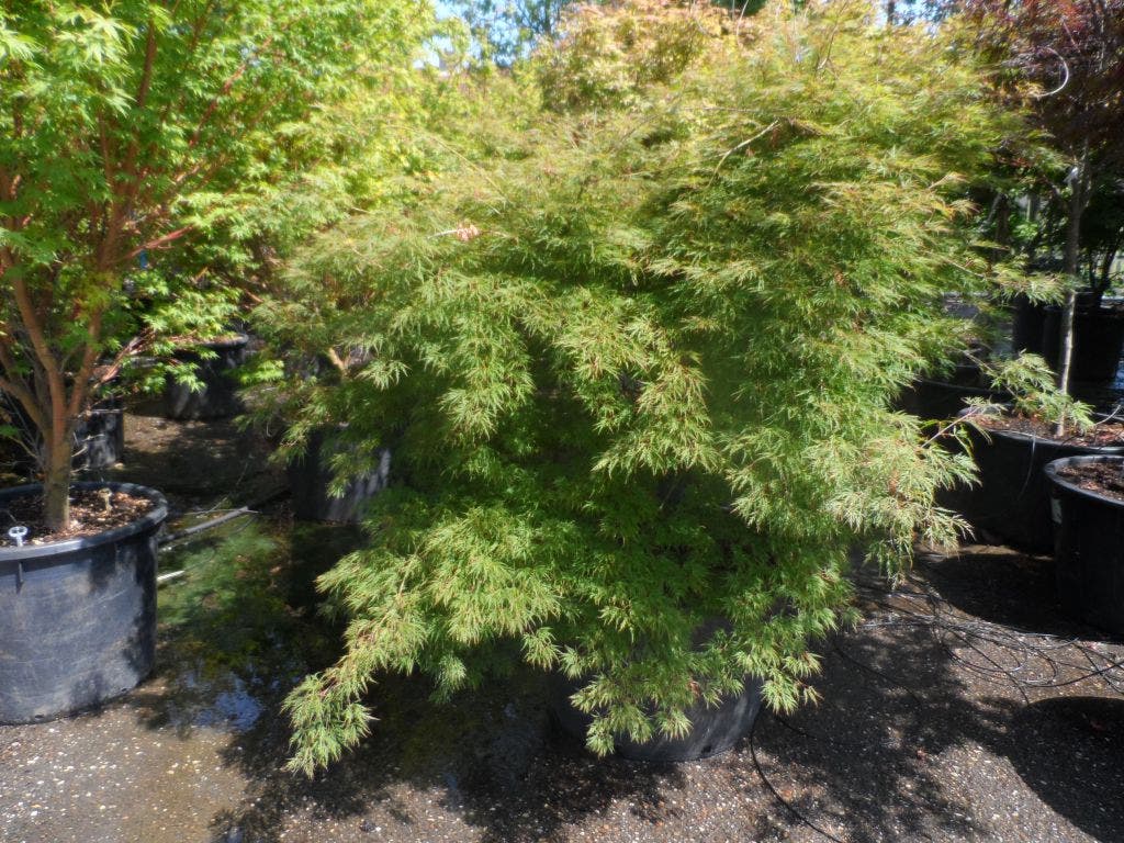  Japanse Esdoorn (Acer Palmatum 'Dissectum')