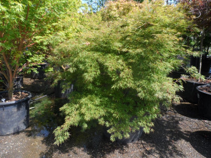 Japanse Esdoorn (Acer Palmatum 'Dissectum')