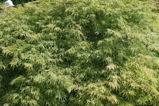  Japanse Esdoorn (Acer Palmatum 'Dissectum')