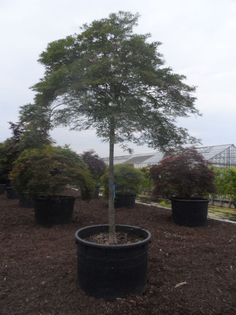  Japanse Esdoorn (Acer Palmatum 'Dissectum')