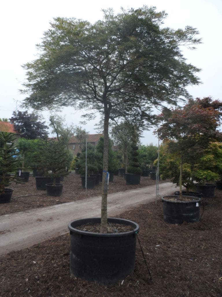  Japanse Esdoorn (Acer Palmatum 'Dissectum')