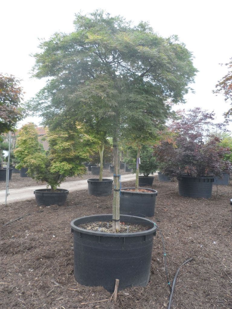  Japanse Esdoorn (Acer Palmatum 'Dissectum')