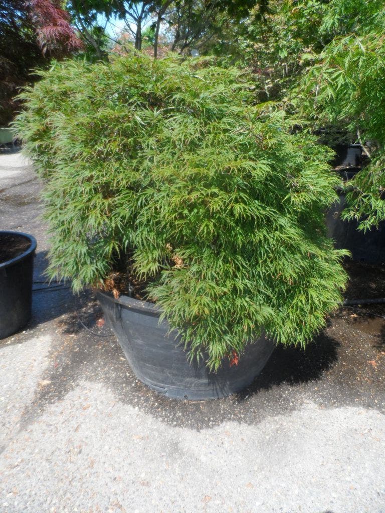  Japanse Esdoorn (Acer Palmatum 'Dissectum')