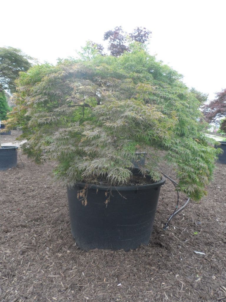  Japanse Esdoorn (Acer Palmatum 'Dissectum')