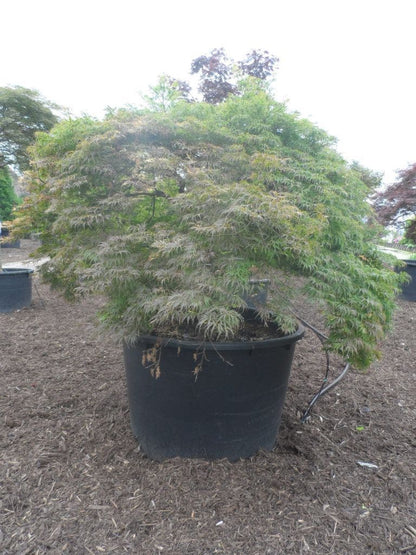  Japanse Esdoorn (Acer Palmatum 'Dissectum')