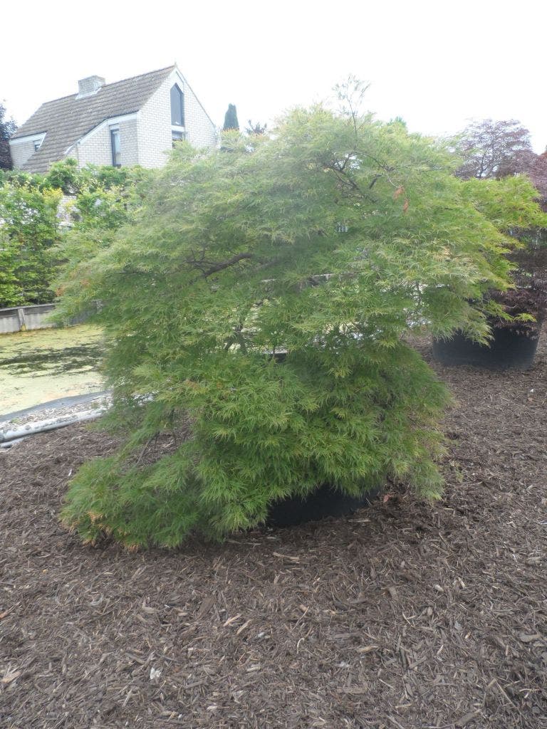  Japanse Esdoorn (Acer Palmatum 'Dissectum')