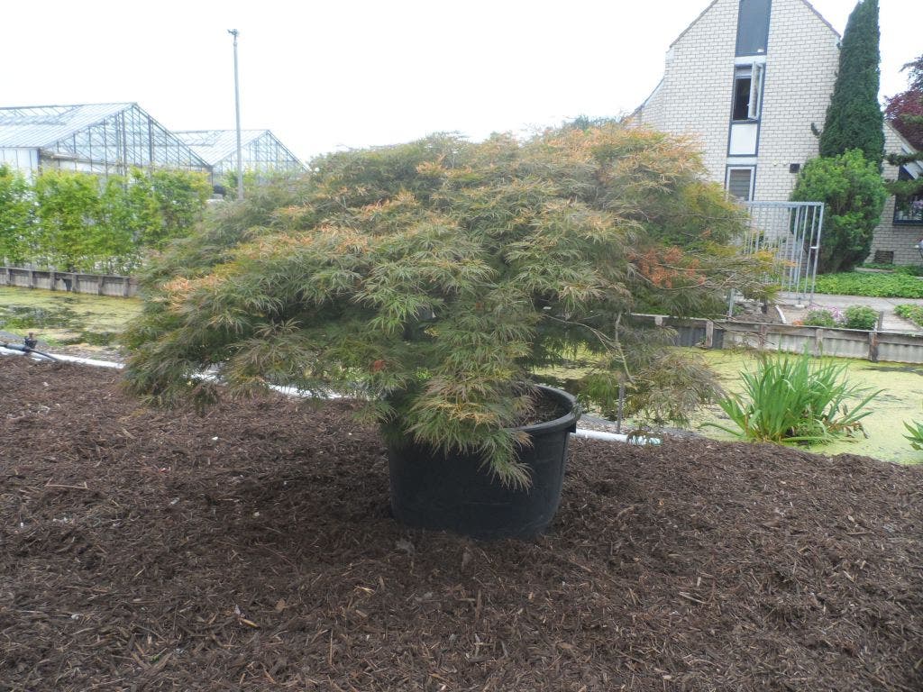  Japanse Esdoorn (Acer Palmatum 'Dissectum')