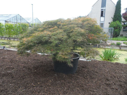  Japanse Esdoorn (Acer Palmatum 'Dissectum')