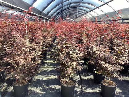  Japanse Esdoorn Op Stam (Acer Palmatum 'Fireglow')
