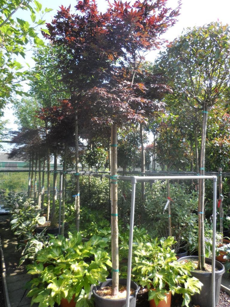  Japanse Esdoorn (Acer Palmatum 'Fireglow')