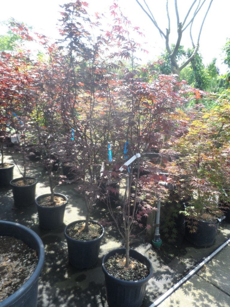  Japanse Esdoorn (Acer Palmatum 'Fireglow')