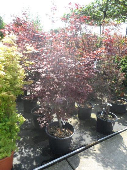  Japanse Esdoorn (Acer Palmatum 'Fireglow')