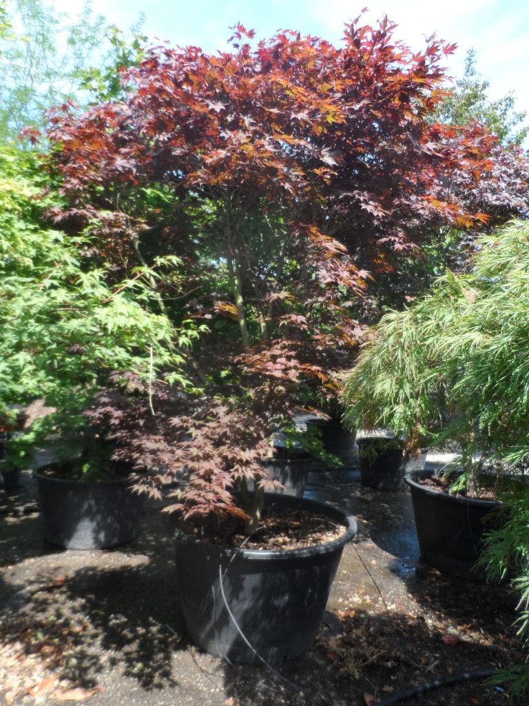 Japanse Esdoorn (Acer Palmatum 'Fireglow')