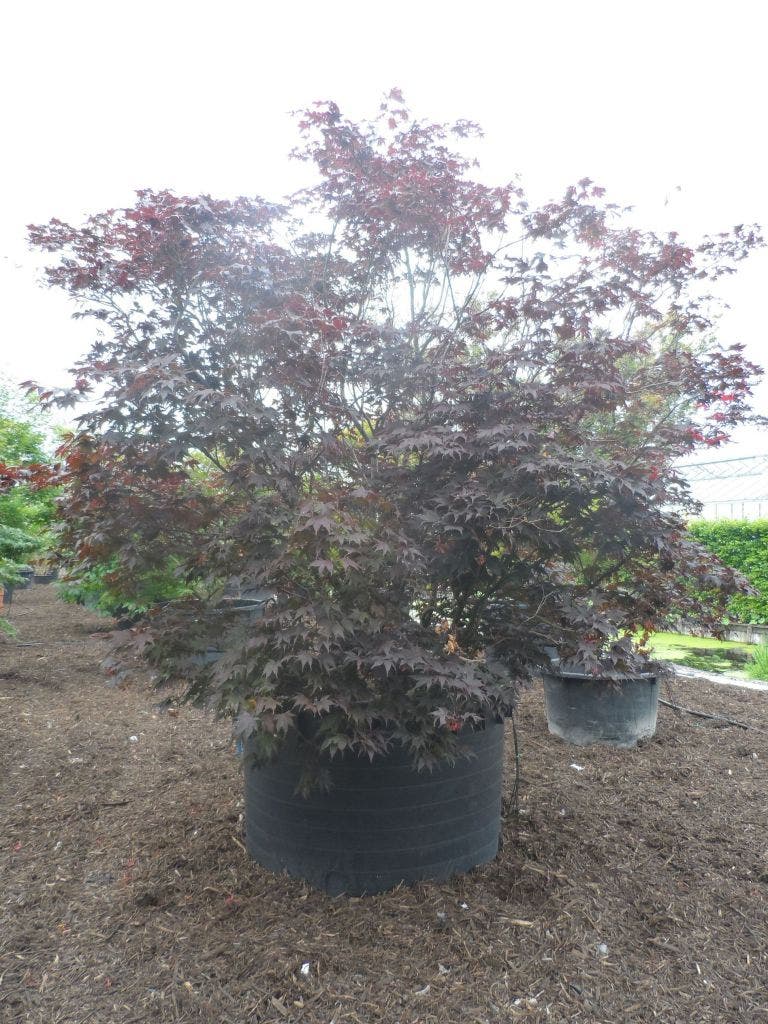  Japanse Esdoorn (Acer Palmatum 'Fireglow')