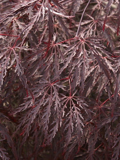  Japanse Esdoorn Op Stam (Acer Palmatum 'Inabe Shidare')